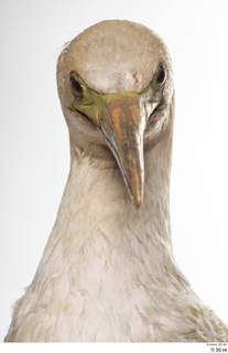 Bird 10 head neck 0002.jpg